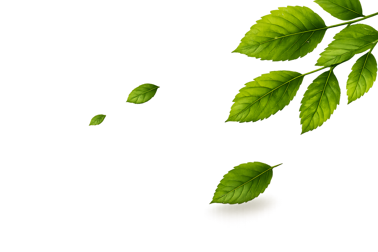 Leaf